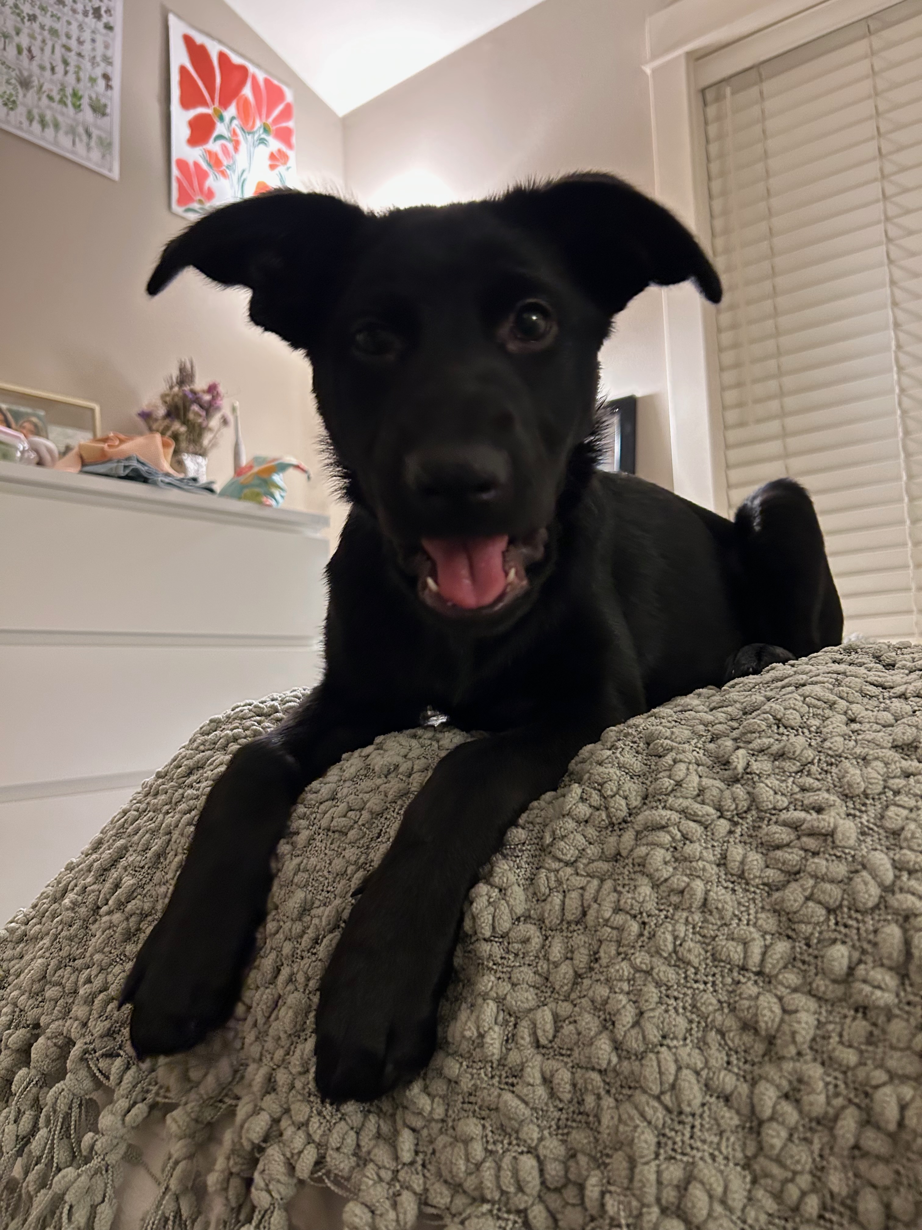Roo